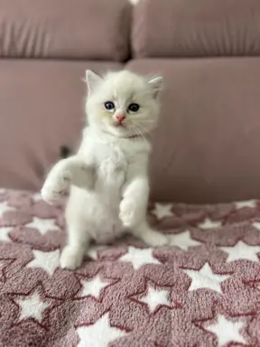 Ragdoll Filemon liliowy lynx. 5