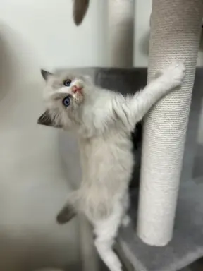 Ragdoll kotka Gaja 3