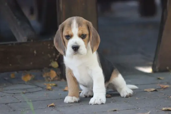 Beagle księżniczka po Championie  ZKwP (FCI) 5