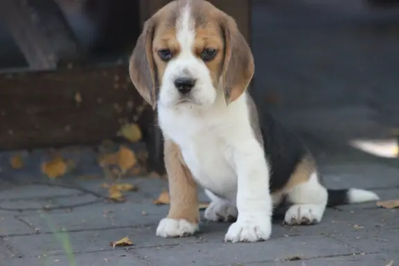 Beagle księżniczka po Championie  ZKwP (FCI) 6