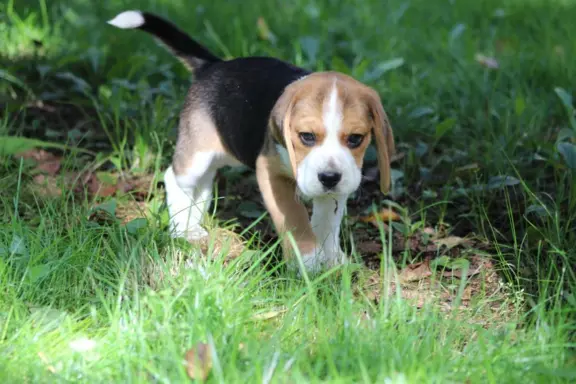 Beagle księżniczka po Championie  ZKwP (FCI) 3