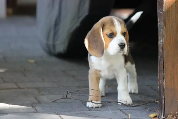Beagle księżniczka po Championie  ZKwP (FCI) 1