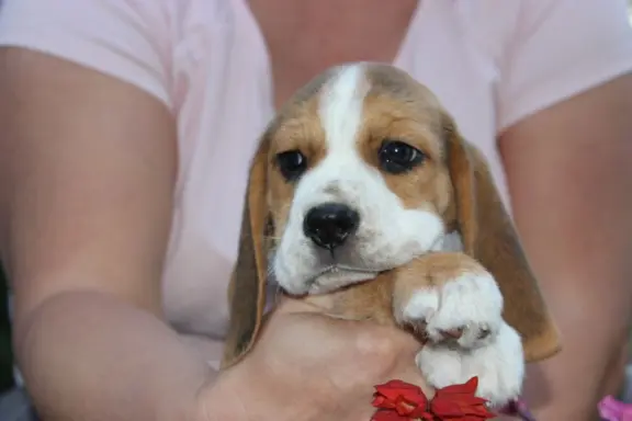 Beagle księżniczka po Championie  ZKwP (FCI) 4