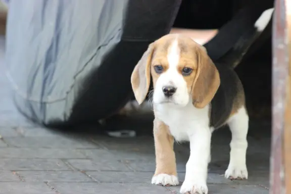 Beagle księżniczka po Championie  ZKwP (FCI) 2