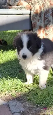 Szczenię rasy border collie 6