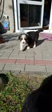 Szczenię rasy border collie 8