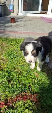 Szczenię rasy border collie 5