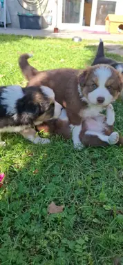 Szczenię rasy border collie 3