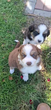 Szczenię rasy border collie 7