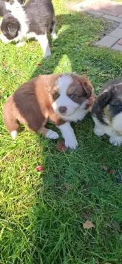 Szczenię rasy border collie 9
