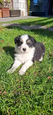 Szczenię rasy border collie 1