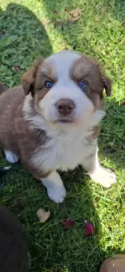 Szczenię rasy border collie 10