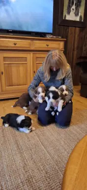 Szczenię rasy border collie 2