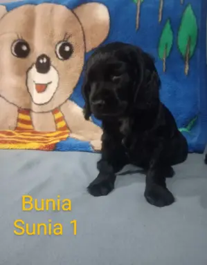 Cocker spaniel angielski 2