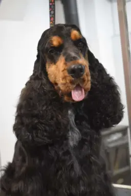 Cocker spaniel angielski 3