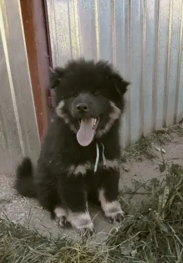 Eurasier - dostepne szczenięta 1