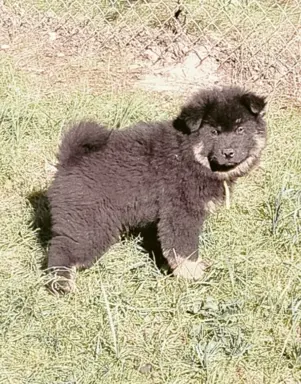 Eurasier - dostepne szczenięta 2