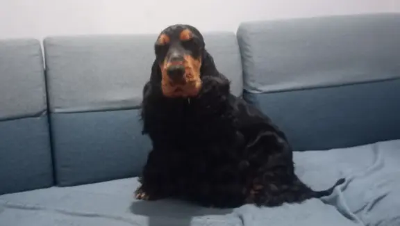 Cocker spaniel angielski 4