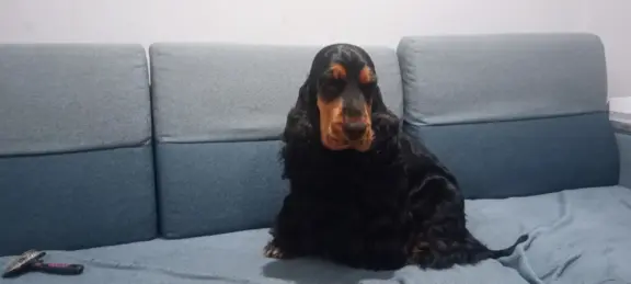 Cocker spaniel angielski 5