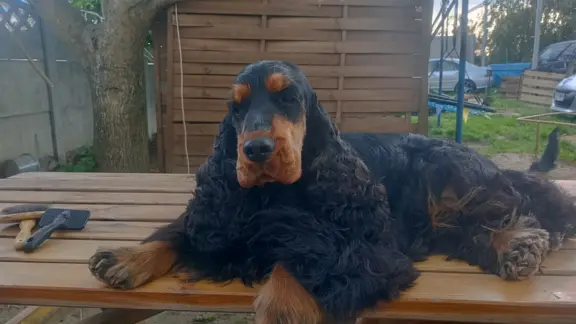Cocker spaniel angielski 6