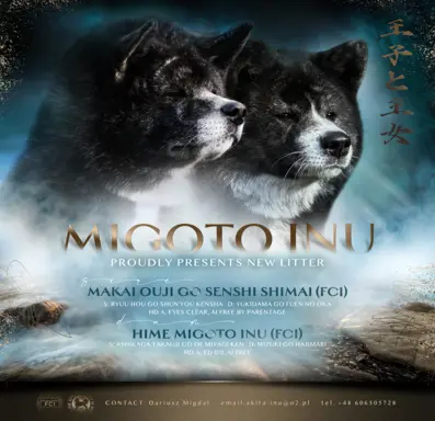 Akita - pręgowane szczenię na sprzedaż ZKWP / FCI 3