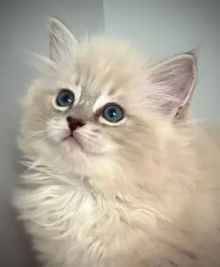 Kocięta Ragdoll po European Championie 2