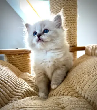 Kocięta Ragdoll po European Championie 4