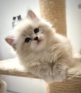 Kocięta Ragdoll po European Championie 1