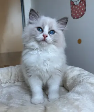 Kocięta Ragdoll po European Championie 3