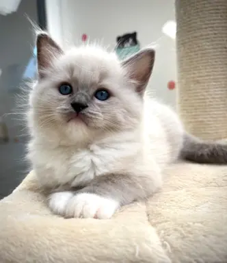 Kocięta Ragdoll po European Championie 5