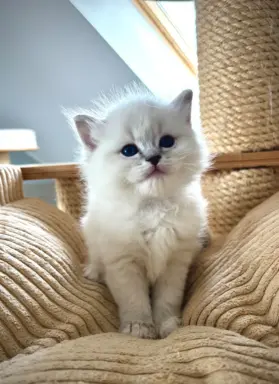 Kocięta Ragdoll po European Championie 6