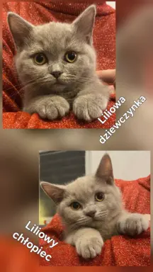 Kot brytyjski krótkowłosy 2