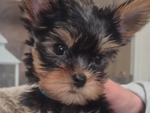 Pieski  Yorkschire Terrier 3