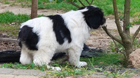 Szczenięta Polski Owczarek Nizinny FCI- suczka 1