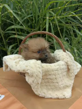 Wzorcowe Małe Szpic Niemiecki exterrier rodzice FCI 6