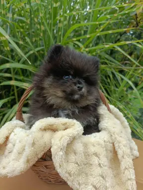 Wzorcowe Małe Szpice Niemieckie exterrier rodzice FCI 2