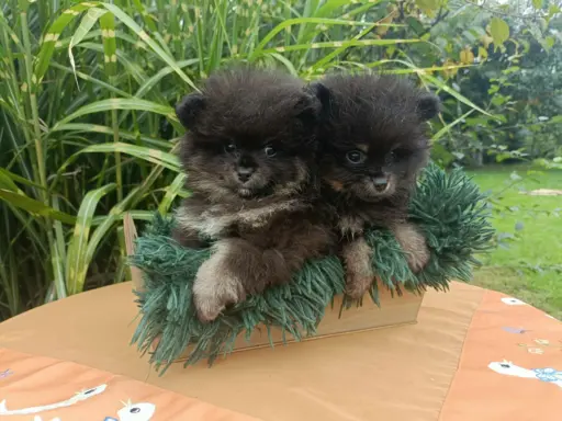 Wzorcowe Małe Szpice Niemieckie exterrier rodzice FCI 6