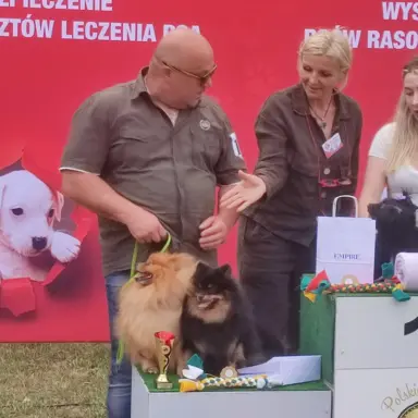 Wzorcowe Małe Szpice Niemieckie exterrier rodzice FCI 9