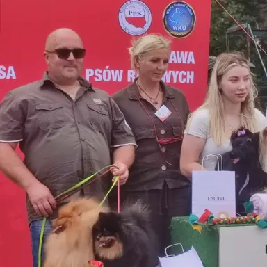 Wzorcowe Małe Szpice Niemieckie exterrier rodzice FCI 10