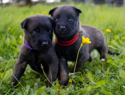 Owczarek Belgijski Malinois - szczeniak 1