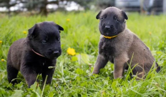 Owczarek Belgijski Malinois - szczeniak 2