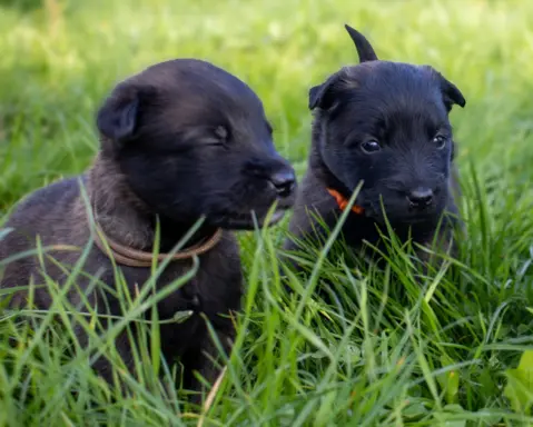 Owczarek Belgijski Malinois - szczeniak 3