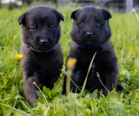 Owczarek Belgijski Malinois - szczeniak 4