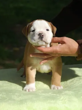 Buldog kontynentalny continental bulldog piękne maluchy 3