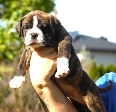 Buldog kontynentalny continental bulldog piękne maluchy 4