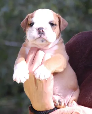 Buldog kontynentalny continental bulldog piękne maluchy 1