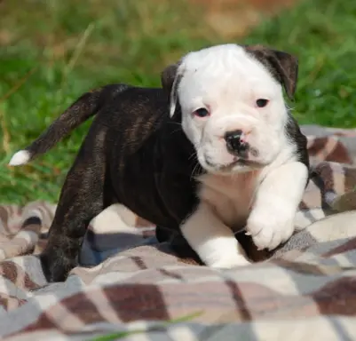 Buldog kontynentalny continental bulldog piękne maluchy 2