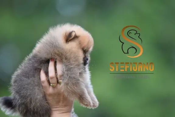 Pomeranian Spitz Szczeniaki 3