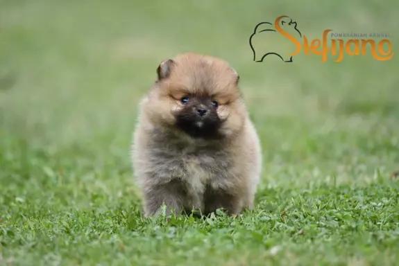 Pomeranian Spitz Szczeniaki 5