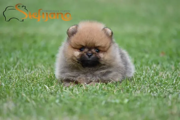 Pomeranian Spitz Szczeniaki 6